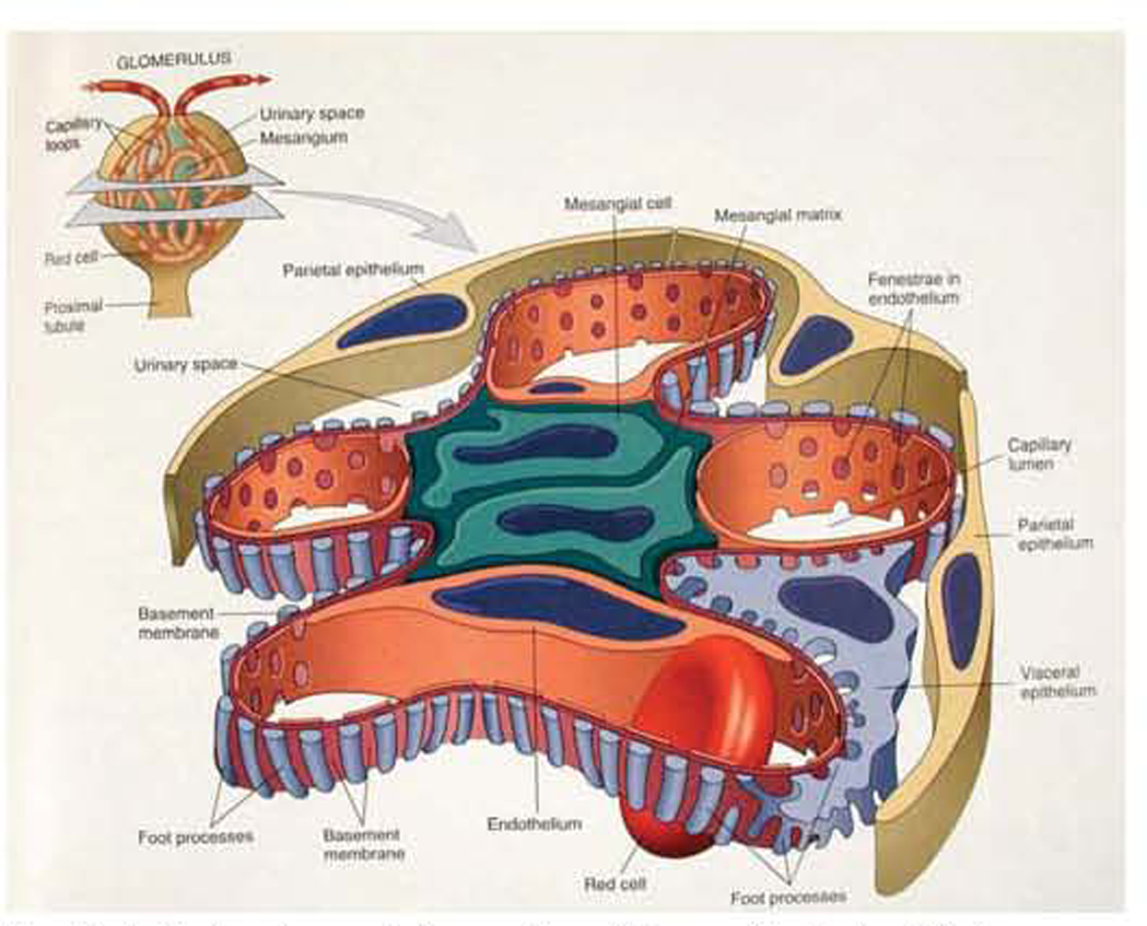 3-D structure of glomerulus: ‘Vinay, this is terrible’