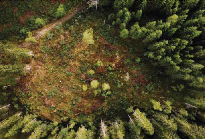 A picture of the clearing in Nordmarka Forest near Oslo.