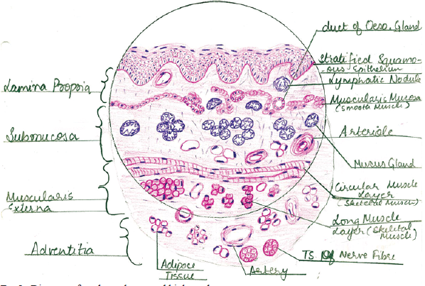 Diagram of student who scored high marks