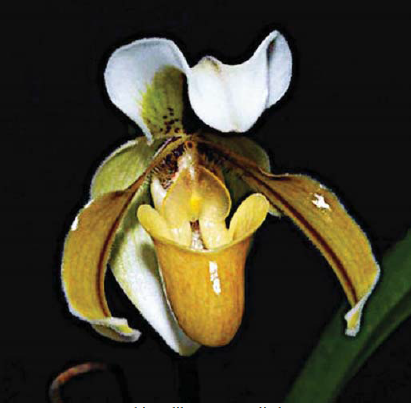 Paphiopedilum M.S. Valiathan