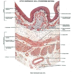 Article figure